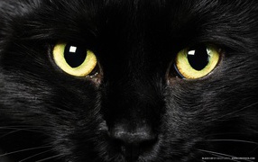 	 Yellow eyes black cat