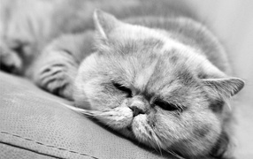 Спящий котик