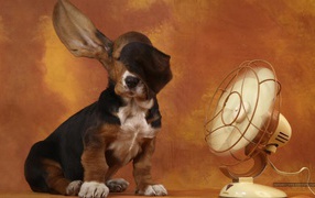 A Basset Hound and fan