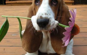 Бассет-хаунд дарит цветок