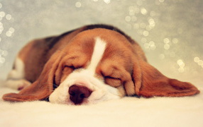A Basset Hound is looking tenth dream