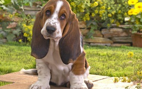 Бассет-хаунд на фоне цветов