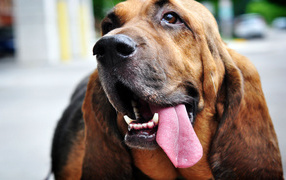 A Basset Hound showing tongue