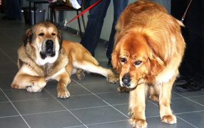 Пара тибетских мастифов