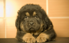 Adorable little Tibetan mastiff