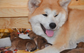 Adult Akita Inu and her puppies