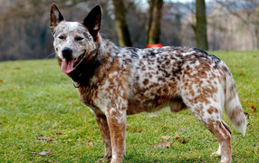 Взрослая австралийская пастушья собака