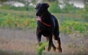 Adult Beauceron walking in the field