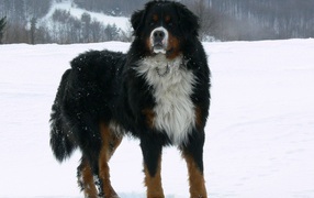 Adult Bernese Mountain Dog in the snow