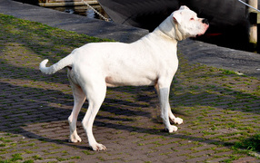 Adult Dogo Argentino