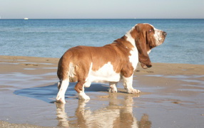 Adult basset hound near the sea