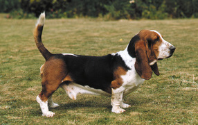 Взрослый бассет-хаунд на прогулке