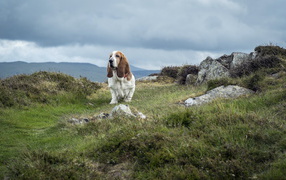 Adult basset hound on the rocks