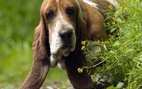 Adult basset hound peeks from behind a bush