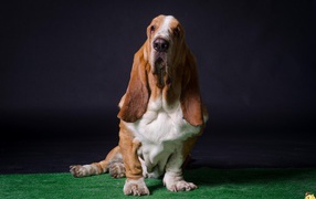 Adult basset hound posing on a dark background