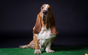 Взрослый бассет-хаунд позирует на тёмном фоне