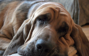 Взрослый бладхаунд заснул