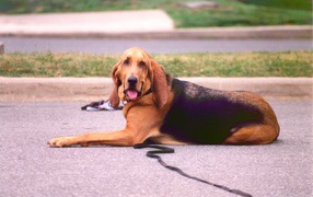 Adult bloodhound lying on the road