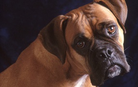 Взрослый боксёр на синем фоне