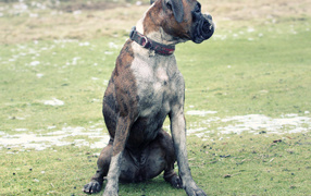 Adult boxer sitting on a glade