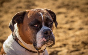 Взрослый боксёр с грустным взглядом