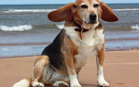 Adult funny dog ​​beagle near the sea