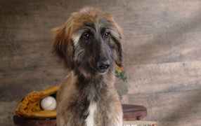 Афганская борзая с грустными глазами