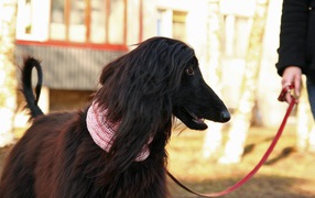 Афганская борзая на прогулке