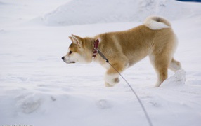 Akita Inu is on the trail