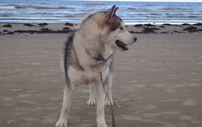 Аляскинский маламут на берегу моря