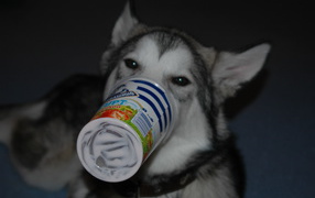 Аляскинский маламут ужинает