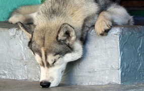 Alaskan Malamute fell asleep