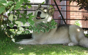 Аляскинский маламут в кустах