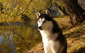 Аляскинский маламут на берегу озера