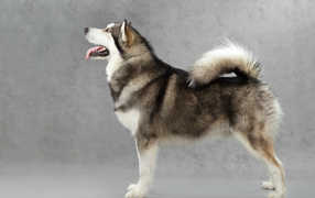 Аляскинский маламут позирует