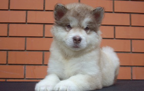 Щенок аляскинского маламута показывает язык