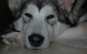 Аляскинский маламут хочет спать