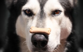 Alaskan Malamute with a treat on his nose
