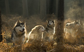 Alaskan Malamutes in the forest