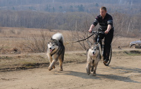 Alaskan Malamutes in the summer version of sleds
