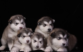 Щенки аляскинского маламута