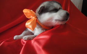 Alaskan malamute puppy with ribbon