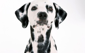 Удивительный далматин