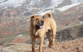 Удивительный Шарпей в горах