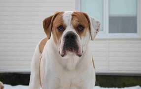 Американский бульдог возле дома зимой