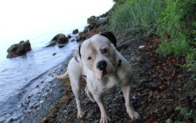 American Bulldog on the shore