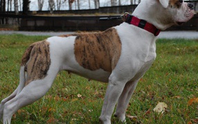 Американский бульдог кого-то увидел