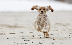American Cocker Spaniel running on sand