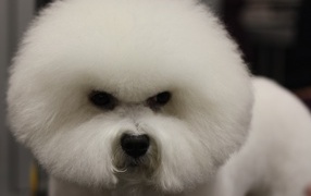 Злая собака породы бишон-фриз