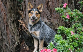 Австралийская пастушья собака возле дерева
